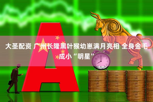 大圣配资 广州长隆黑叶猴幼崽满月亮相 全身金毛成小“明星”